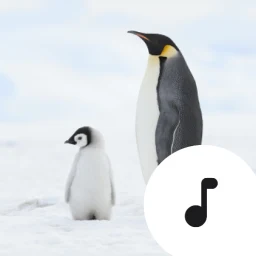 أيقونة Penguin Sounds & Calls
