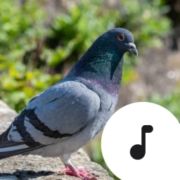 أيقونة Pigeon Sounds & Cooing