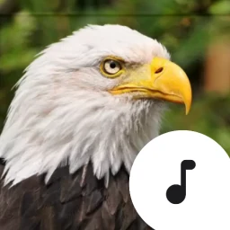 أيقونة Bald Eagle Calls & Screams