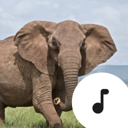 أيقونة Elephant Trumpet Sounds